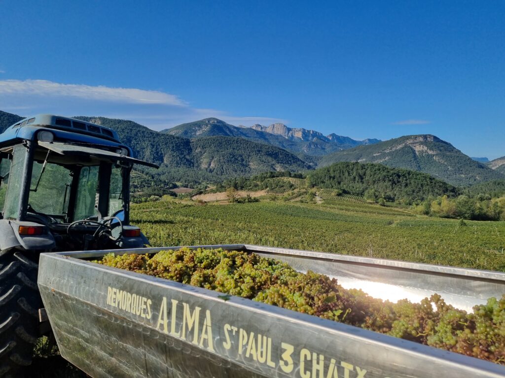 Vendanges à Aurel