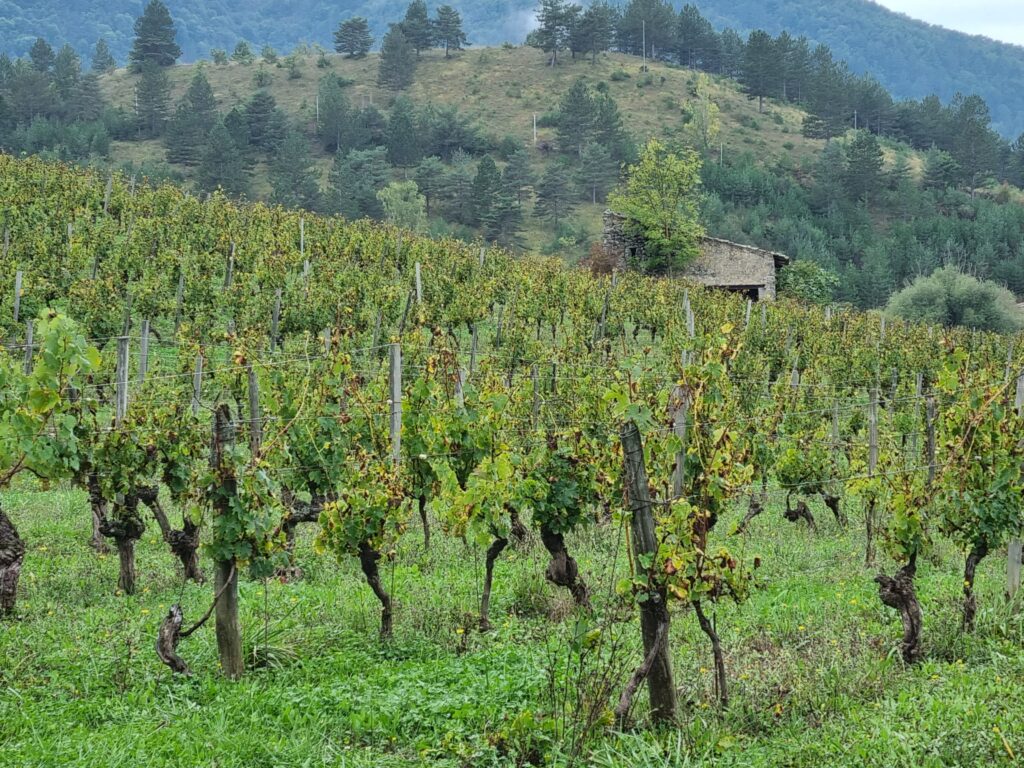 Vignes et cabanon à Aurel