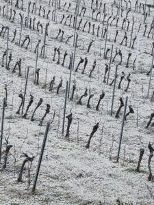 Vigne de Clairette de Die en hiver